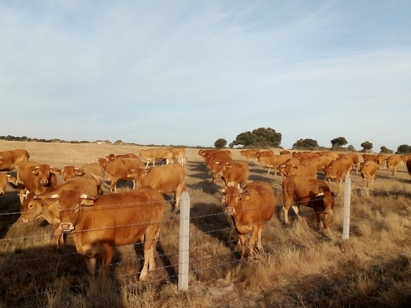 ganado vacuno en Villarmuerto Salamanca