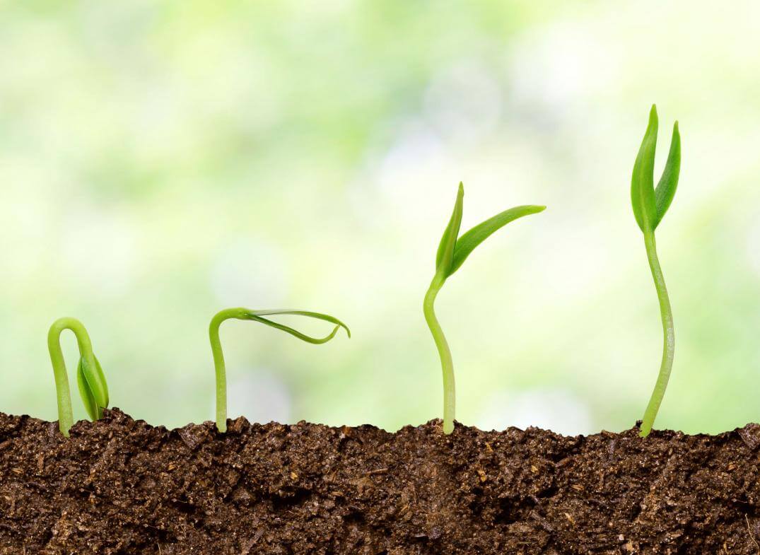 germinados 