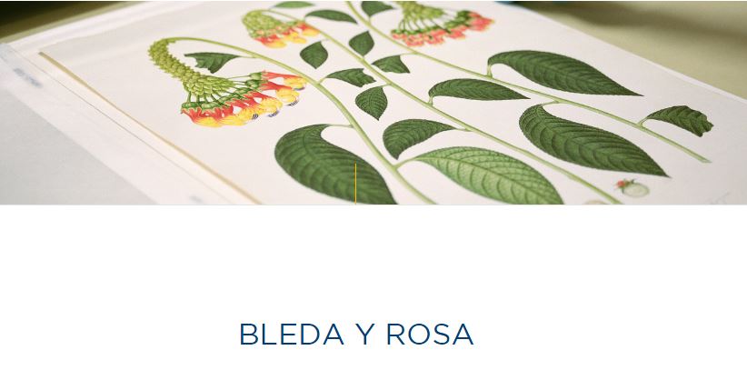 bleda y rosa